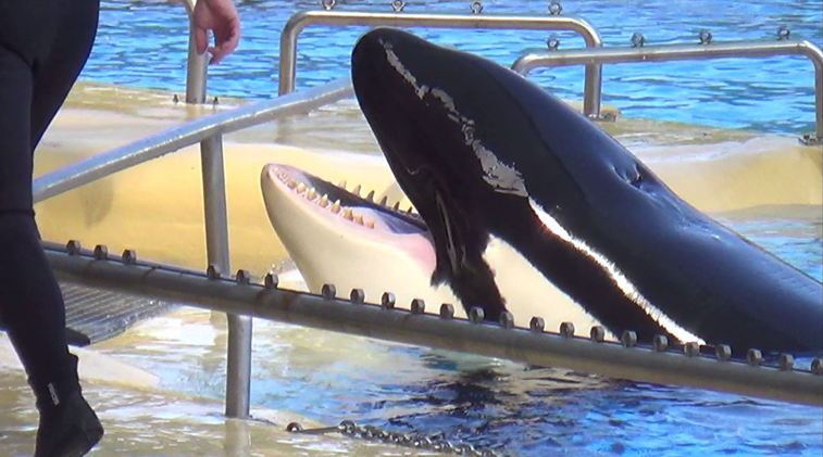 Morgan rubbing her head on the concrete at Loro Parque