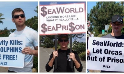 A group three pictures of people holding signs that say different things about letting orcas and dolphins live free.