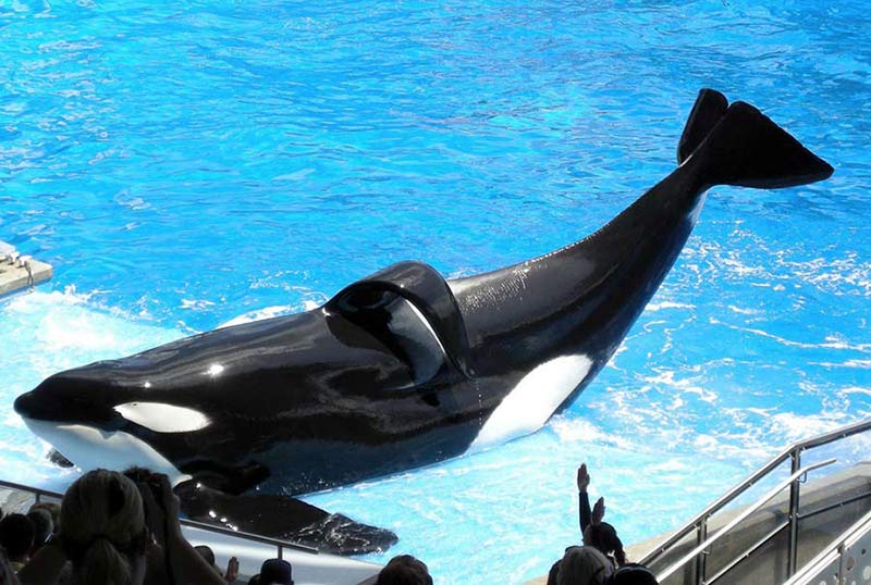 Tilikum, an orca whale, gracefully swims in the water at a zoo.