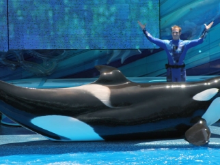 Collapsed Dorsal fin on Katina at SeaWorld Orlando