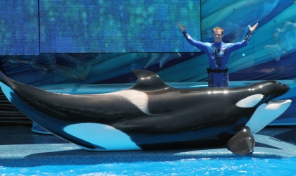 Collapsed Dorsal fin on Katina at SeaWorld Orlando