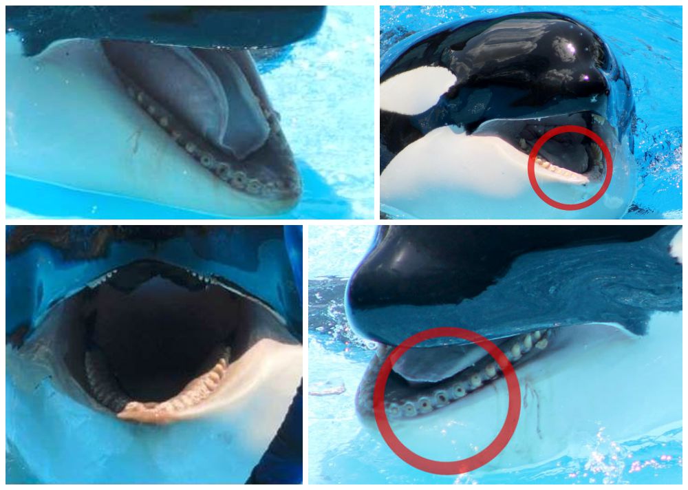 Drilled Orca Teeth at SeaWorld Orlando