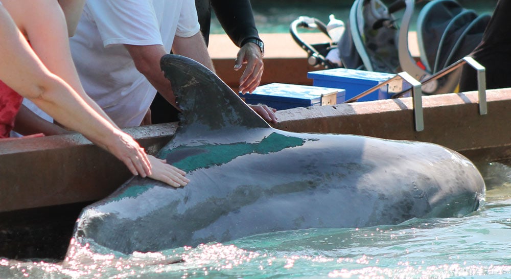 Public Interaction with Dolphin at SeaWorld Orlando