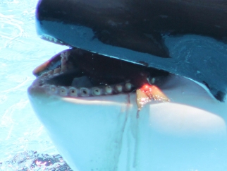 An orca with drilled teeth at seaworld