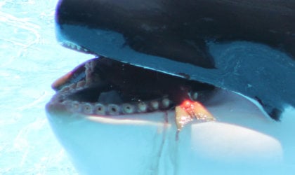 An orca with drilled teeth at seaworld