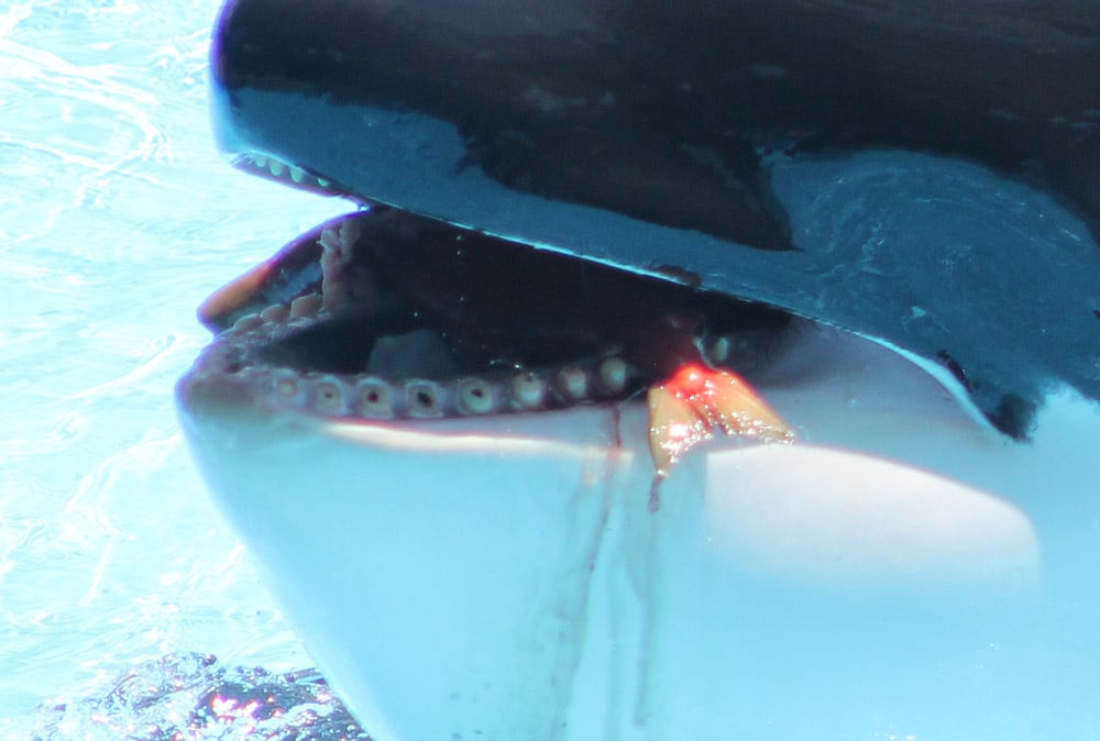 Malia Drilled Teeth 2670 1 Orca Chews Paint Chips at SeaWorld—Plus, Dolphin Attacks