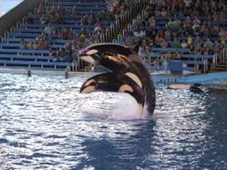 A SeaWorld orca forced to perform in an arena at SeaWorld San Antonio.