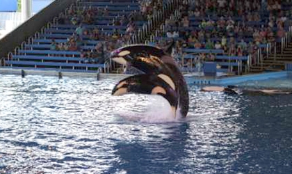 A SeaWorld orca performing in an arena in San Antonio.