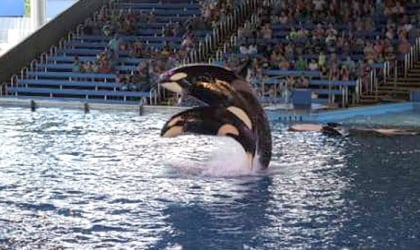 A SeaWorld orca forced to perform in an arena at SeaWorld San Antonio.