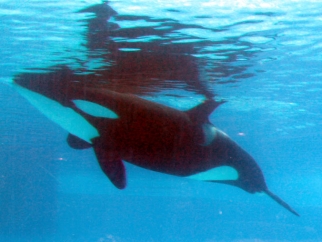 Trua the orca Floating Listlessly at SeaWorld Orlando