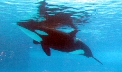 Trua the orca Floating Listlessly at SeaWorld Orlando