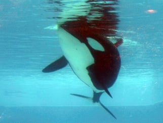 Trua floating listlessly at SeaWorld Orlando