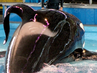 A killer whale at SeaWorld San Antonio interacts with a man in the water.