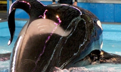 an orca at SeaWorld San Antonio with a collapsed dorsal fin