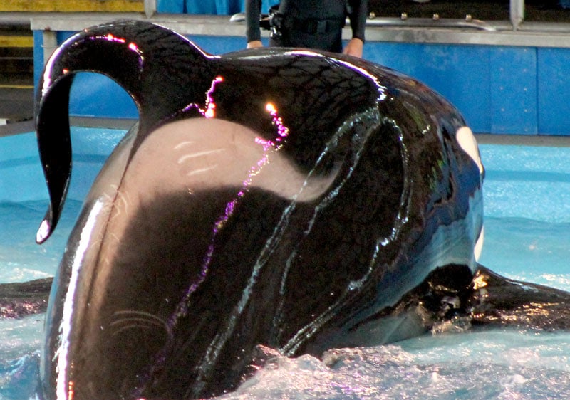 A killer whale at SeaWorld San Antonio interacts with a man in the water.