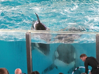 Two orcas stare out of tank at SeaWorld San Antonio before a crowd