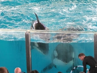 Two orcas stare out of tank at SeaWorld San Antonio before a crowd