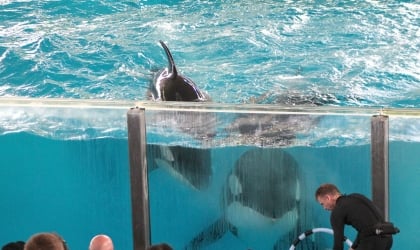 A group of people watching a group of orca whales at SeaWorld San Antonio.