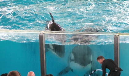 Two orcas stare out of tank at SeaWorld San Antonio before a crowd