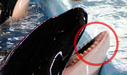 an orca with their mouth open and a red circle around drilled teeth at SeaWorld San Antonio.