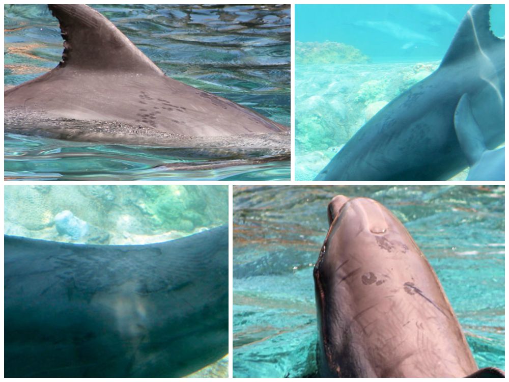Lesions on Dolphins at SeaWorld Orlando