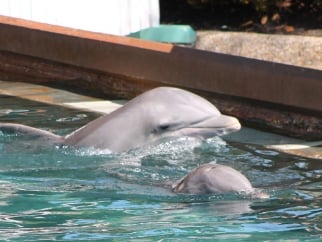 a few dolphins poking head out of water at SeaWorld Orlando