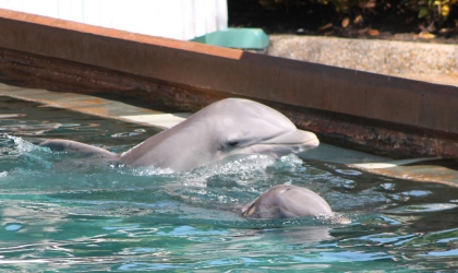 a few dolphins poking head out of water at SeaWorld Orlando