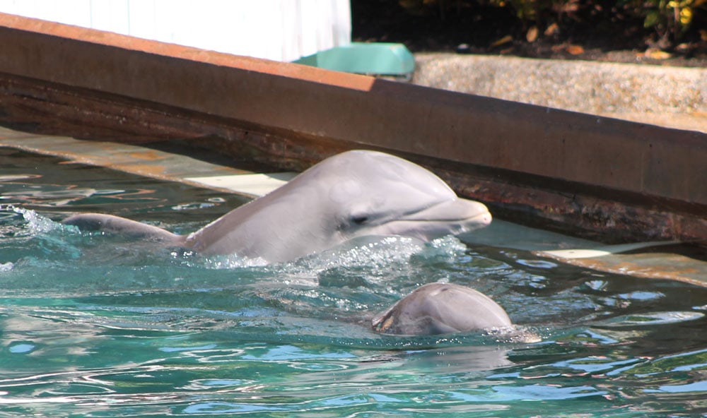 No Shade at Dolphin Enclosure SeaWorld Orlando