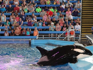 an orca at SeaWorld San Antonio forced to perform for crowd