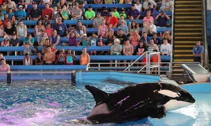 an orca at SeaWorld San Antonio forced to perform for crowd