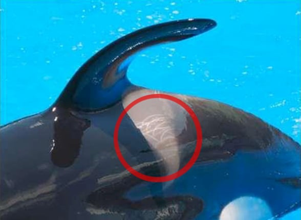 An orca whale at SeaWorld San Antonio with a red circle in its mouth.
