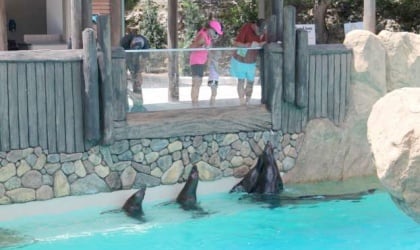 A group of people watching sea lions at SeaWorld San Antonio.