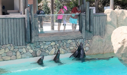 A group of sea lions at SeaWorld San Antonio.
