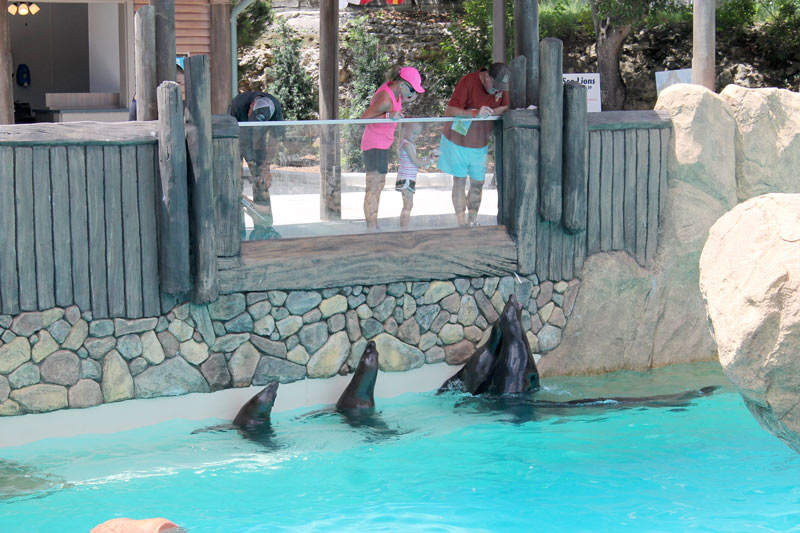 sea-lions-begging-hd