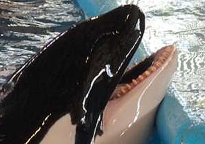 takara drilled teeth at seaworld san antonio