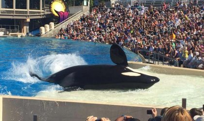 An orca splashing in front of a crowd of people at SeaWorld.