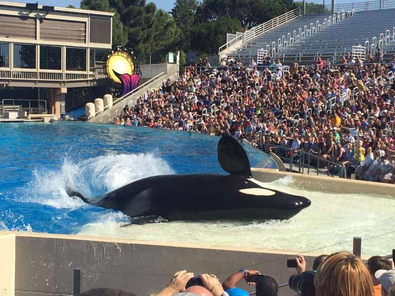 A killer whale performs in front of a crowd of people at SeaWorld.