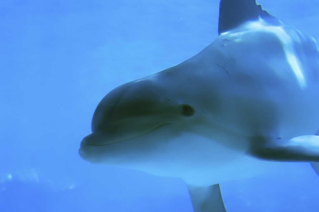 A close up of a dolphin swimming in the water.