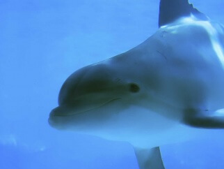A close up of a dolphin swimming in the water.