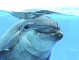 A close up of a dolphin swimming in the water.