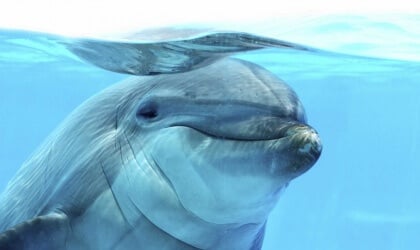 A close up of a dolphin swimming in the water.