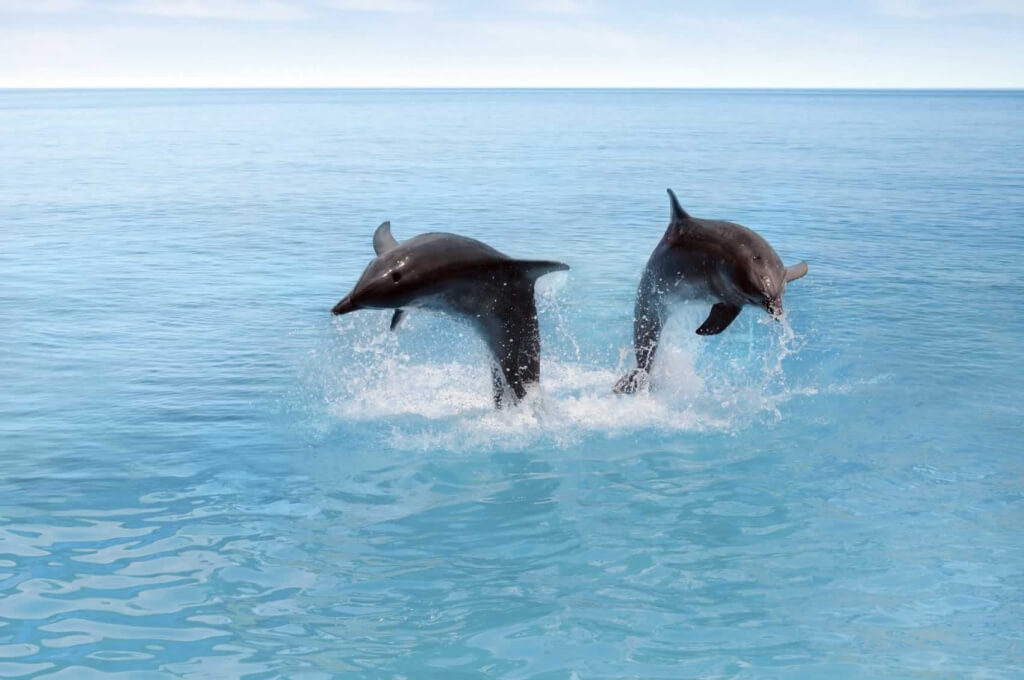 Two dolphins jumping out of the water, a sight worth recommending on TripAdvisor.