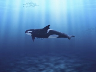 An orca whale swimming in the ocean.