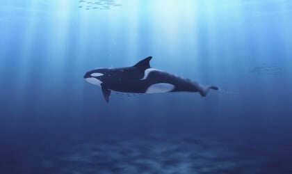 An orca whale swimming in the ocean.