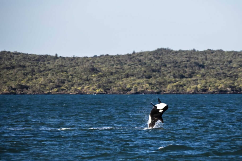 A magnificent killer whale leaps out of the water.