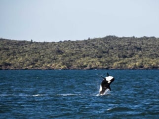 An orca jumping out of the water.