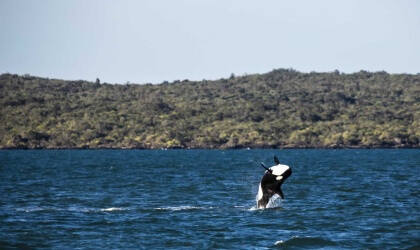 A magnificent killer whale leaps out of the water.