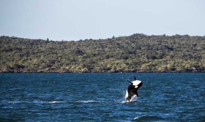 An orca jumping out of the water.