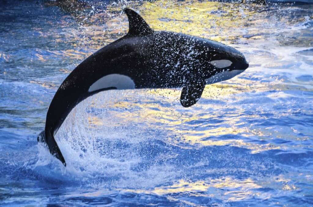 An orca jumping out of the water.