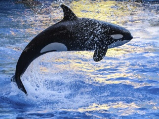 An orca jumping out of the water.